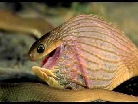 snake