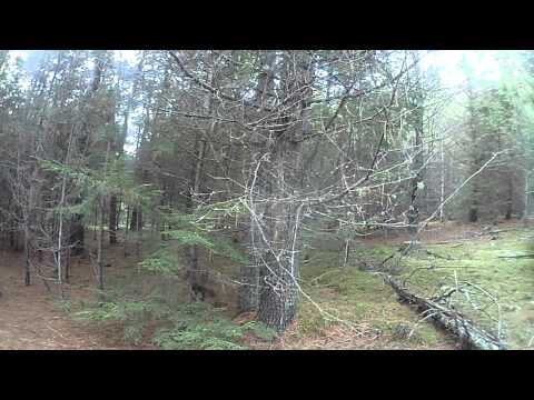 how to isolate usnic acid from usnea lichen