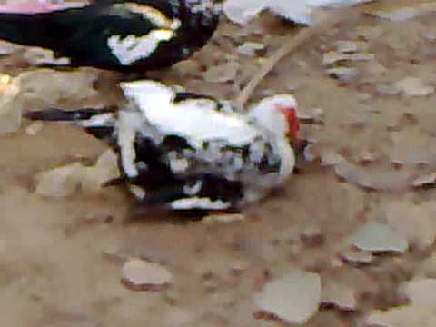 قصص نيك مصوره