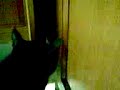 Cats and Cupboards No. 1