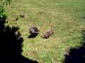 Wild Turkey Babys and Mothers 4th of July 2007 