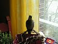 Spikey zingt
