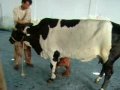 Malwa Eid-ul-Adha (2009) 2nd Day Sacrifice_Part2 .AVI