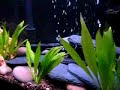 Cichlid Tank Vid 2