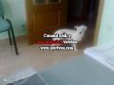 blanqui
