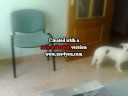 blanqui