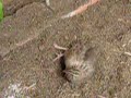 Quails Quails