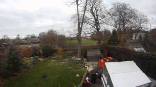 Down To Earth Tree Ash Removal