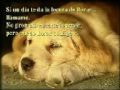 Patrulla 81 Ahora Se Lo Que Es Llorar Official Music Video and Lyrics