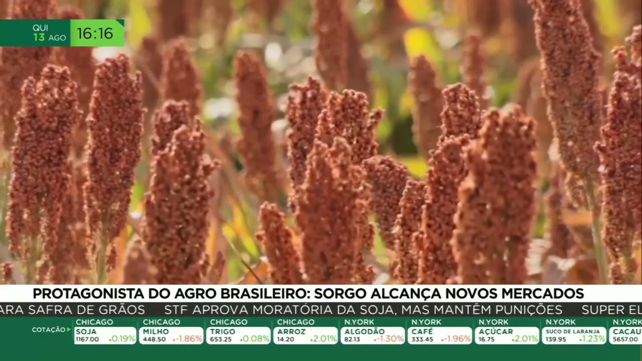 Protagonista do agro brasileiro: sorgo alcança novos mercados