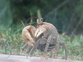 Land Crab!