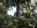 Rivertree Trail Ride