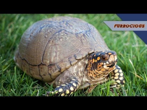 YouTube reptile video
