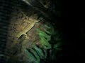 GEKO VITTATUS