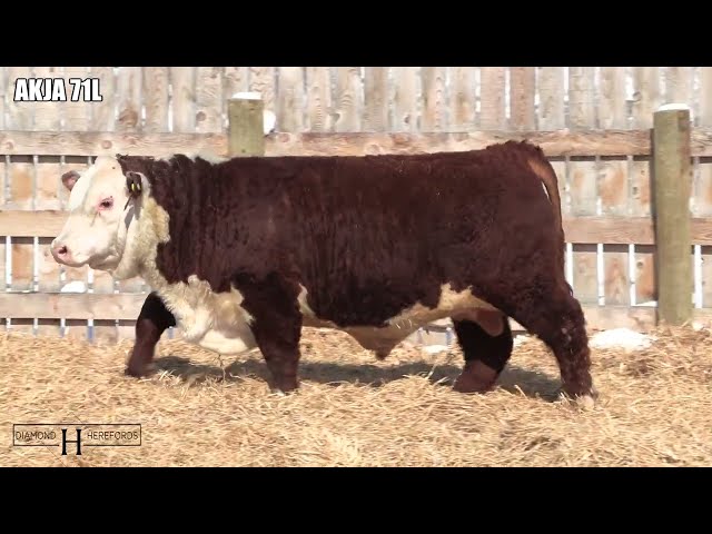 Hereford Bulls Forsale  in Livestock in Moose Jaw