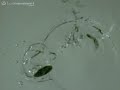 Quarter dropped into water at 2000 fps Quarter dropped into water at 2000 fps