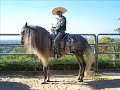 caballos espanoles