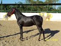Caballos espanoles