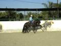 Caballos espanoles