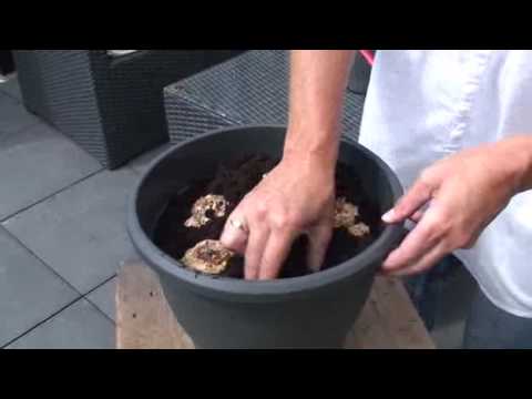 how to replant lily bulbs