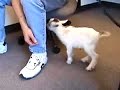 Baby Goat