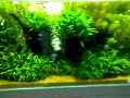 NatureAquarium in Niigata 2