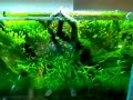 NatureAquarium in Niigata 2
