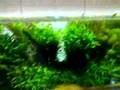 NatureAquarium in Niigata 2