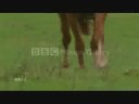 Equastrian-Yeah!