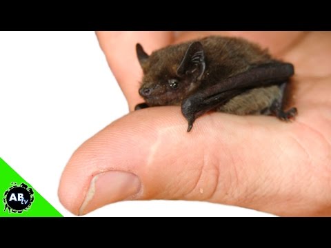 YouTube reptile video