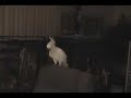 papegaai die kan dansen
