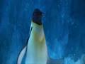gangster feet xxx - Happy Feet - Elijah Wood - Flixster Video