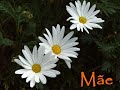 Homenagem às Mães!