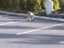Dog skater Dog skater