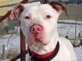 PITBULL Slideshow