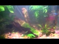 10 gallon planted tank - video one