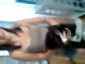 kitty cat dance with aa real kitten kitty cat dance with aa real kitten
