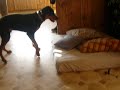 doberman attack