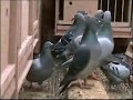 Hodowla Kulbacki , DE KLAK -czesc -2-