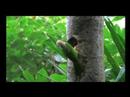 Lineated Barbet Feeding Its Chick