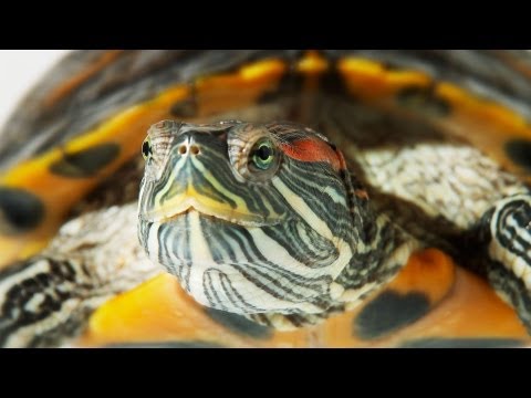 how to care tortoise pet in home