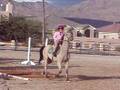 videos de 10/11/08 Posting/Cantering