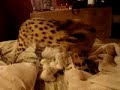 Aeros the Serval