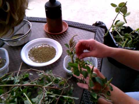how to harvest amaranth leaves