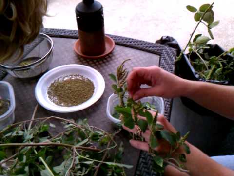 how to harvest amaranth