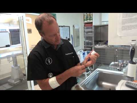 how to treat mites in a cats ear