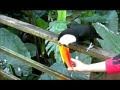 Toucan on drugs