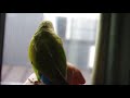 コザクラインコのふくすけ＃４
