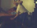 Sexy Arab Dance Sexy Arab Dance