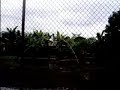 cocodrilo vs gallina